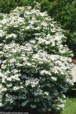 Summer Snowflake Viburnum - 1 Gallon Pot -Stylish Garden Plant Store viburnum summer snowflake 102