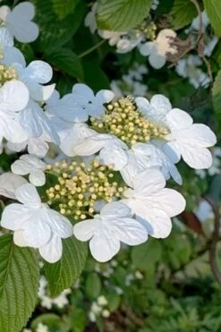 Summer Snowflake Viburnum - 1 Gallon Pot -Stylish Garden Plant Store viburnum summer snowflake 103