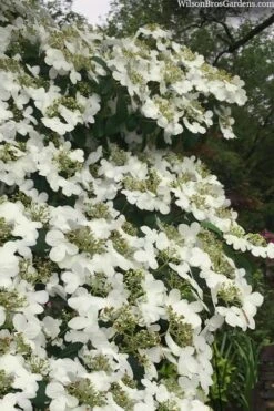 Summer Snowflake Viburnum - 1 Gallon Pot -Stylish Garden Plant Store viburnum summer snowflake 105