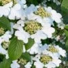Summer Snowflake Viburnum - 1 Gallon Pot -Stylish Garden Plant Store viburnum summer snowflake 106