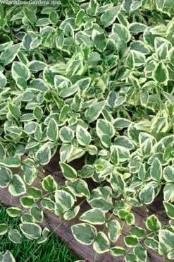 Variegated Bigleaf Periwinkle - Vinca Major 'Variegata' - 10 Pack Of Pint Pots -Stylish Garden Plant Store vinca major variegata big leaf periwinkle 14