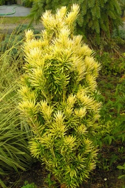 Korean Gold Plum Yew (Cephalotaxus) - 3 Gallon Pot -Stylish Garden Plant Store yew korean gold 2 500x750 1