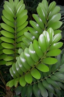 Coontie Palm (Zamia Pumila) - 7 Gallon Pot -Stylish Garden Plant Store zamia pumila florida coontie 3