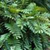 Coontie Palm (Zamia Pumila) - 7 Gallon Pot -Stylish Garden Plant Store zamia pumila florida coontie 4