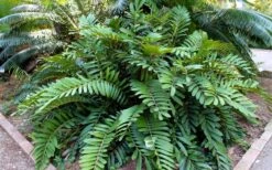 Coontie Palm (Zamia Pumila) - 7 Gallon Pot -Stylish Garden Plant Store zamia pumila florida coontie 5
