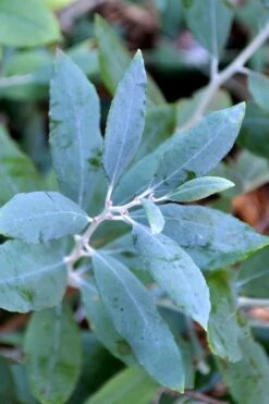 Woodlanders Blue Dusty Zenobia (Honeycup) - 3 Gallon Pot -Stylish Garden Plant Store zenobia woodlanders blue 21