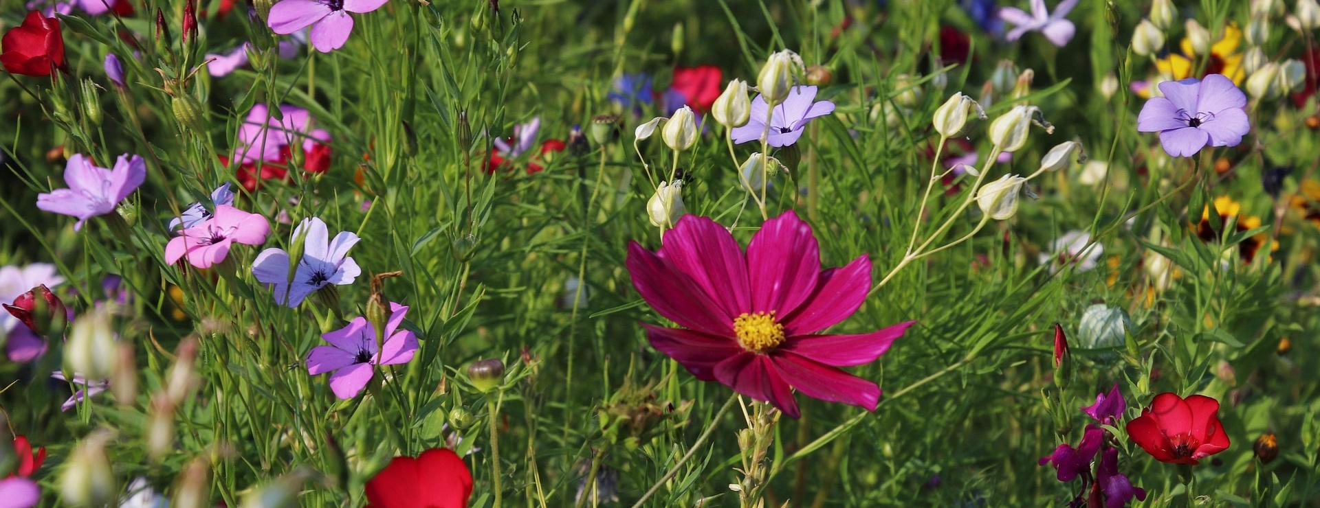 Stylish Garden Plant Store -Stylish Garden Plant Store flowers 3571119 1920