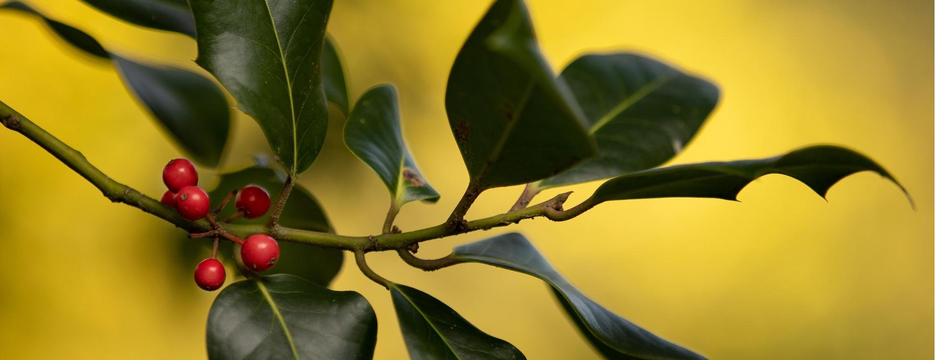 Stylish Garden Plant Store -Stylish Garden Plant Store leaves 5168308 1920